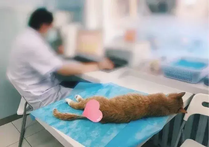 世界宠物猫大赛_宠物世界官网_猫世界杯宠物