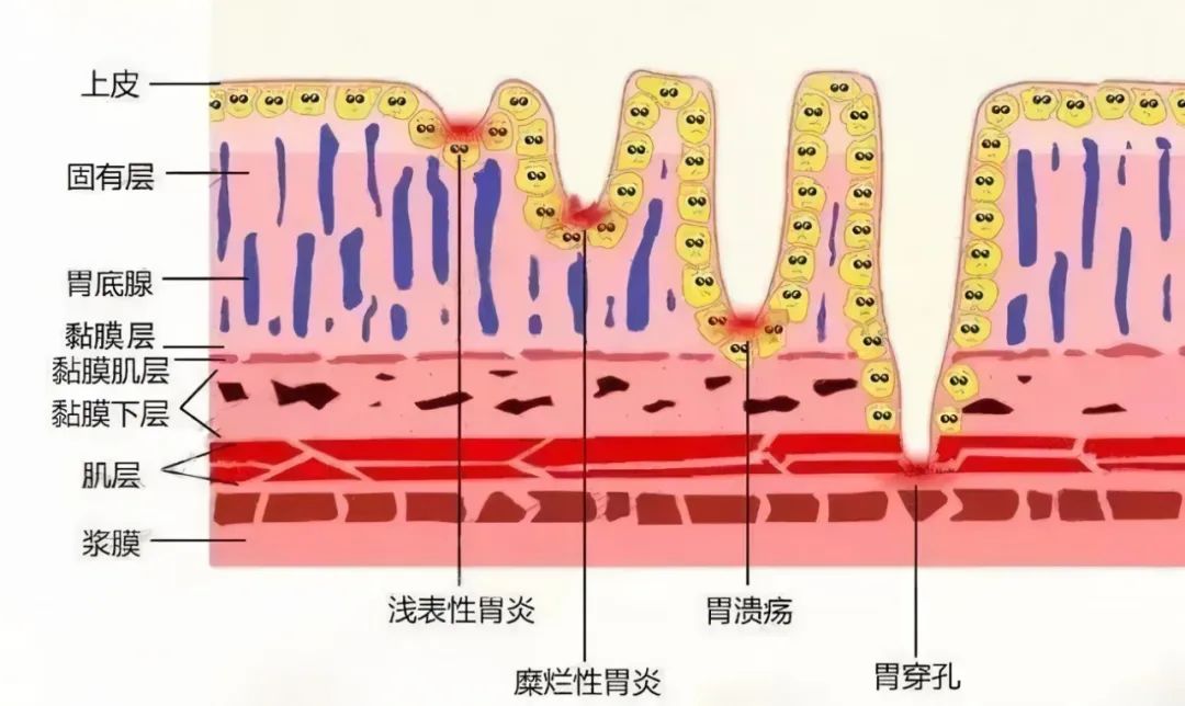 人体营养素比例图_健身 人体四大营养素_人体营养素是什么意思